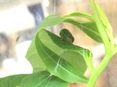 Psara obscuralis