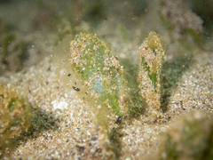 Halophila ovalis