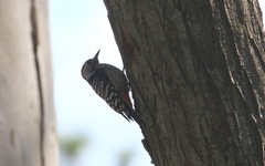 Dendrocoptes auriceps