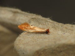 Tinea semifulvella