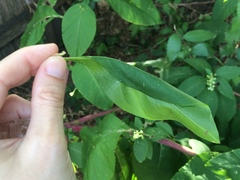 Psara obscuralis