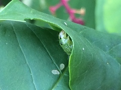Psara obscuralis