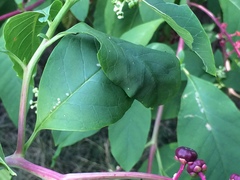 Psara obscuralis