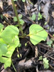 Diascia parviflora