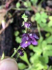 Diascia parviflora
