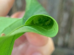 Psara obscuralis