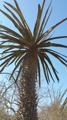 Pachypodium