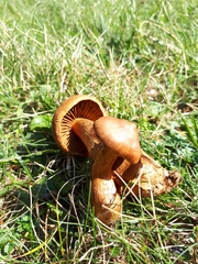 Cortinarius rubellus