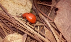 Leptinotarsa rubiginosa