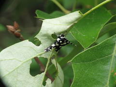 Pseudothyris sepulchralis