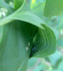 Psara obscuralis