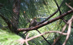 Leucosticte nemoricola