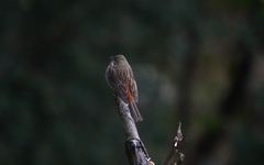 Emberiza stewarti