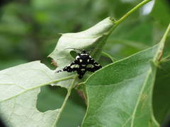 Pseudothyris sepulchralis