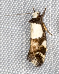 Placocosma hephaestea