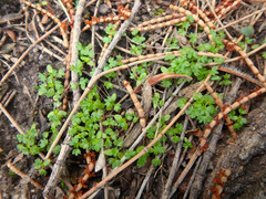 Hydrocotyle foveolata