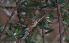 Emberiza stewarti