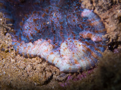 Echinophyllia aspera