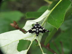 Pseudothyris sepulchralis