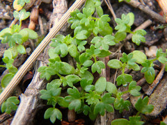 Hydrocotyle foveolata