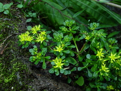 Sedum erythrospermum