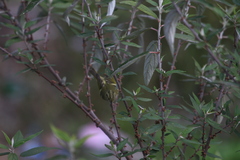 Phylloscopus chloronotus