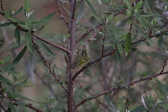 Phylloscopus chloronotus