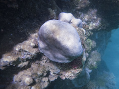 Goniastrea stelligera