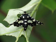 Pseudothyris sepulchralis