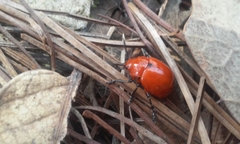 Leptinotarsa rubiginosa