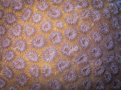 Goniastrea stelligera