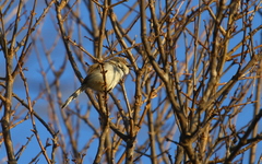 Prinia
