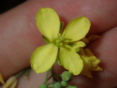 Brassica fruticulosa