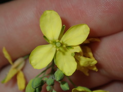 Brassica fruticulosa