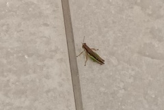 Spathosternum prasiniferum