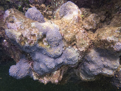 Cyphastrea microphthalma