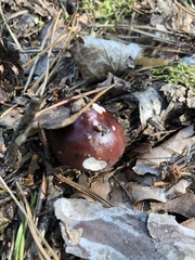 Russula caerulea