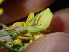 Brassica fruticulosa
