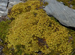 Hectorella caespitosa