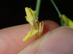 Brassica fruticulosa