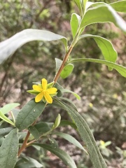 Hibbertia hexandra