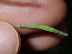 Brassica fruticulosa