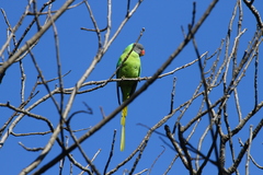 Psittacula himalayana