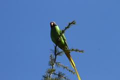 Psittacula himalayana