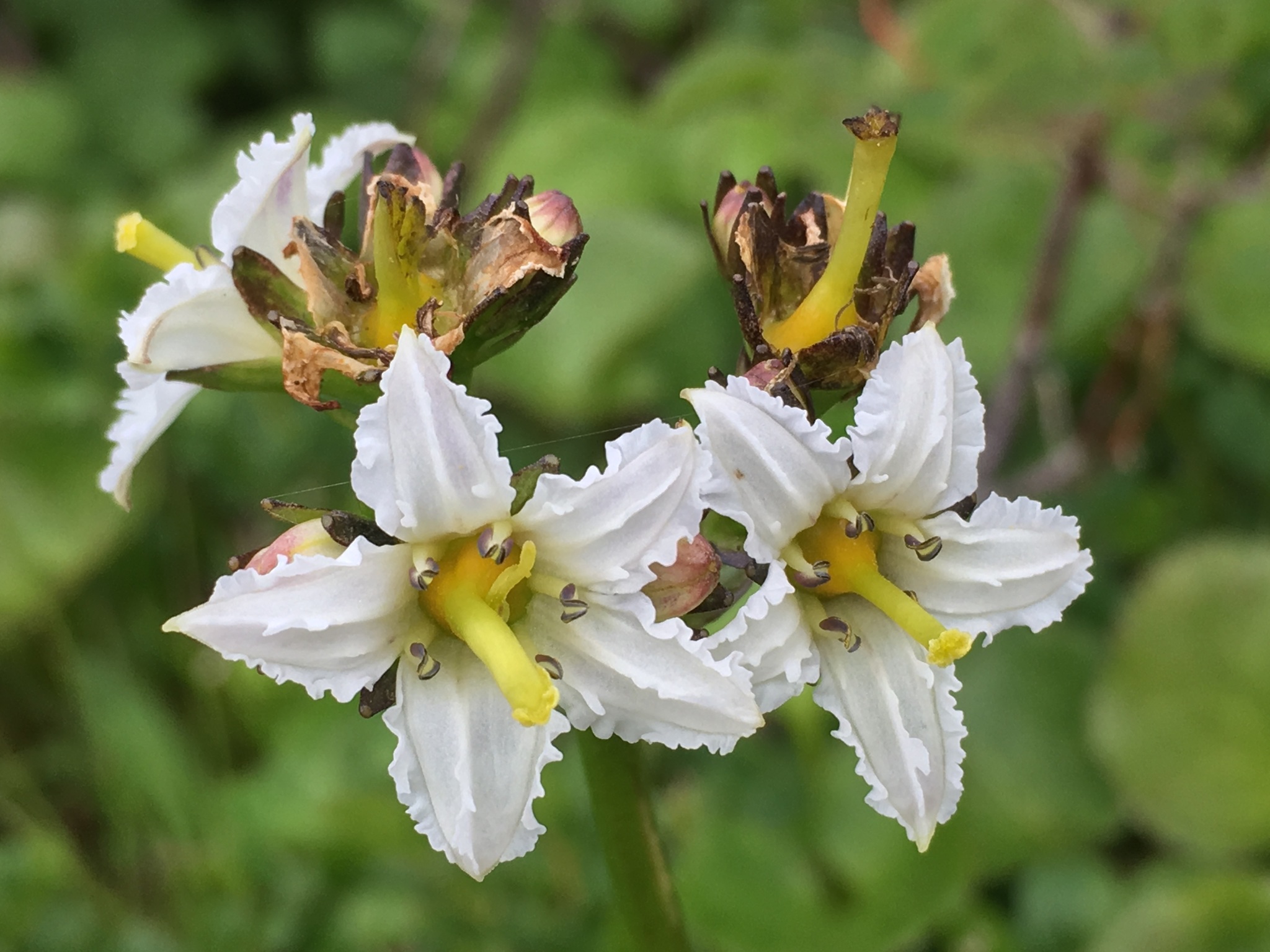 Nephrophyllidium crista-galli