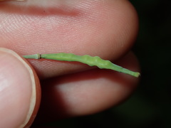 Brassica fruticulosa