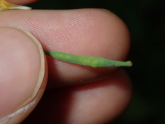 Brassica fruticulosa