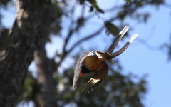 Urocissa erythroryncha