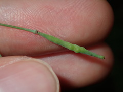 Brassica fruticulosa