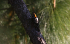 Dendrocoptes auriceps